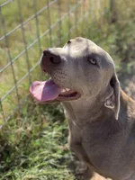 Teeter, a female Labrador Retriever for sale in Giddings, TX – Photo 5 of 5