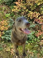 Teeter, a female Labrador Retriever for sale in Giddings, TX – Photo 3 of 5