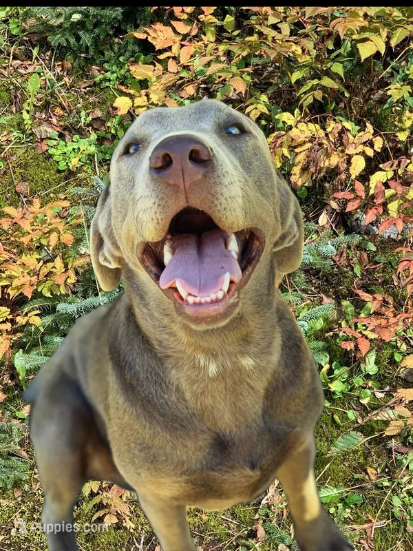 Teeter, a female Labrador Retriever for sale in Giddings, TX – Photo 1 of 5