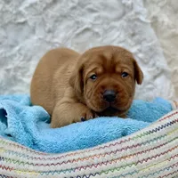 Fox Red Girl, a female Labrador Retriever for sale in Giddings, TX – Photo 2 of 3
