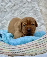 Fox Red Girl, a female Labrador Retriever for sale in Giddings, TX – Photo 2 of 3