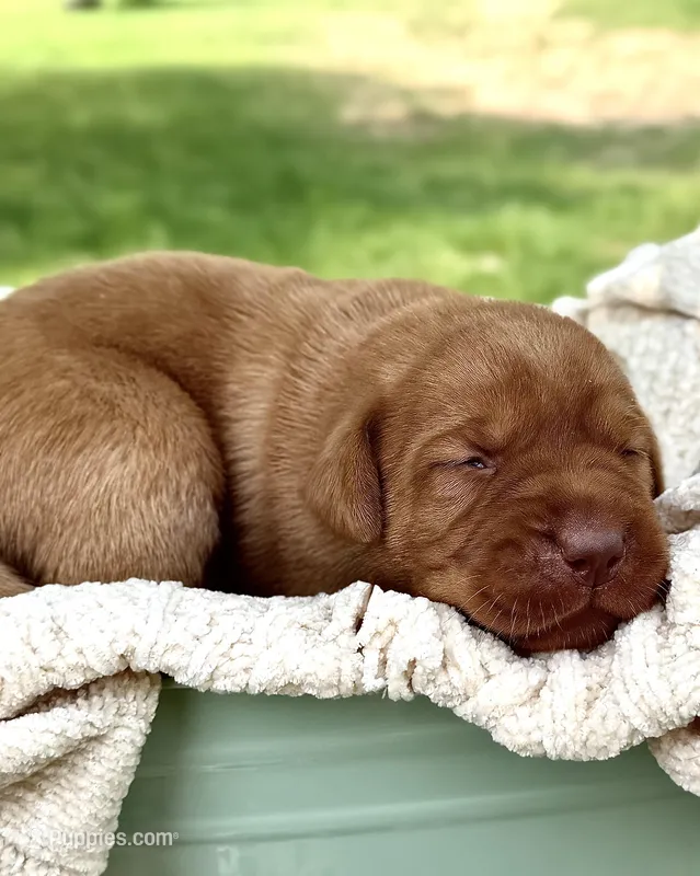 Fox Red Girl – Labrador Retriever puppy for sale in Giddings, TX