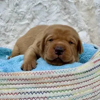 Fox Red Girl, a female Labrador Retriever for sale in Giddings, TX – Photo 1 of 3