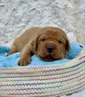 Fox Red Girl, a female Labrador Retriever for sale in Giddings, TX – Photo 1 of 3