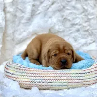 Fox Red Girl, a female Labrador Retriever for sale in Giddings, TX – Photo 3 of 3