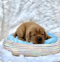 Fox Red Girl, a female Labrador Retriever for sale in Giddings, TX – Photo 3 of 3