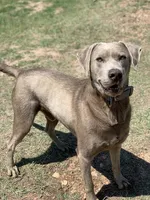 Tigger, a male Labrador Retriever for sale in Giddings, TX – Photo 1 of 4