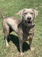 Tigger, a male Labrador Retriever for sale in Giddings, TX – Photo 2 of 4