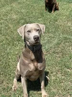 Tigger, a male Labrador Retriever for sale in Giddings, TX – Photo 3 of 4