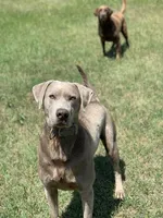 Tigger, a male Labrador Retriever for sale in Giddings, TX – Photo 4 of 4