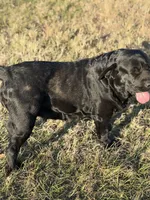 Neri Pup, a  Labrador Retriever for sale in Giddings, TX – Photo 6 of 6