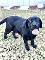 Neri Pup, a  Labrador Retriever for sale in Giddings, TX – Photo 1 of 6
