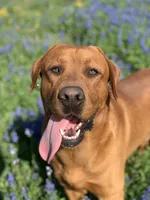 Neri Pup, a  Labrador Retriever for sale in Giddings, TX – Photo 3 of 6