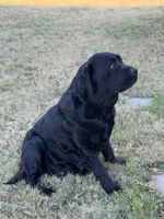 Neri Pup, a  Labrador Retriever for sale in Giddings, TX – Photo 4 of 6