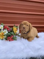 Blue Collar, a male Labrador Retriever for sale in Giddings, TX – Photo 6 of 7