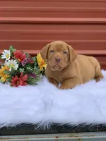 Blue Collar, a male Labrador Retriever for sale in Giddings, TX – Photo 3 of 7