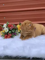 Blue Collar, a male Labrador Retriever for sale in Giddings, TX – Photo 7 of 7