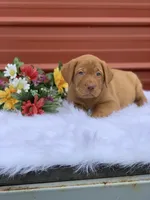 Blue Collar, a male Labrador Retriever for sale in Giddings, TX – Photo 2 of 7