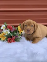 Blue Collar, a male Labrador Retriever for sale in Giddings, TX – Photo 5 of 7