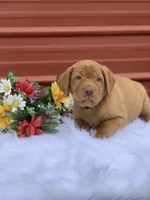 Blue Collar, a male Labrador Retriever for sale in Giddings, TX – Photo 4 of 7