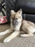 Ember, a female German Shepherd Dog and Alaskan Husky for sale in Greenville, SC – 3 of 3