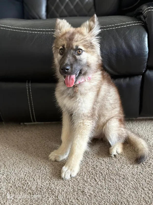 Ember – German Shepherd Dog, Alaskan Husky puppy for sale in Greenville, SC