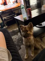 Ember, a female German Shepherd Dog and Alaskan Husky for sale in Greenville, SC – 2 of 3