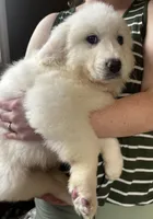 processed/93310653-0170-4756-959b-634a9d28ba1a/listing/18618eea-0048-4d0e-838b-8027c41ef7af/191b0782-eb6e-4522-9b2a-3ef6506400fb