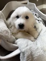 processed/93310653-0170-4756-959b-634a9d28ba1a/listing/1d3daa2e-2c65-4834-bb06-c8d3d2cba9d0/9b250249-60ed-4860-b2f2-819f1a8f7989