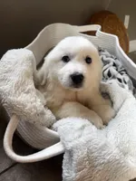 processed/93310653-0170-4756-959b-634a9d28ba1a/listing/1d3daa2e-2c65-4834-bb06-c8d3d2cba9d0/dfcdc5f5-5b4a-4619-b973-2cb43d7fe718