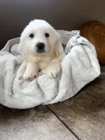 processed/93310653-0170-4756-959b-634a9d28ba1a/listing/8fd8e1c9-4327-4af7-9dfc-1d2ba0942352/16b771d5-5aeb-46db-bb3e-247cab2ac7f1