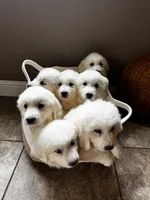 processed/93310653-0170-4756-959b-634a9d28ba1a/listing/8fd8e1c9-4327-4af7-9dfc-1d2ba0942352/4109d8e6-990b-4bfc-a8b4-a831feb10414