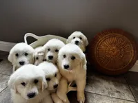 processed/93310653-0170-4756-959b-634a9d28ba1a/listing/8fd8e1c9-4327-4af7-9dfc-1d2ba0942352/77264507-c650-4aee-b895-f1115857c2a0