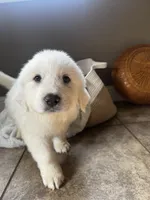 processed/93310653-0170-4756-959b-634a9d28ba1a/listing/8fd8e1c9-4327-4af7-9dfc-1d2ba0942352/7ebdab8c-3f10-44e8-9d9a-5414c461d49a