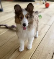 Una, a female Shetland Sheepdog for sale in Niota, TN – 5 of 5
