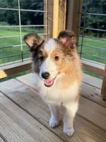 Una, a female Shetland Sheepdog for sale in Niota, TN – 1 of 5