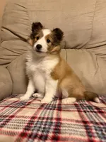 Una, a female Shetland Sheepdog for sale in Niota, TN – 3 of 5