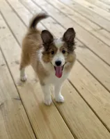 Una, a female Shetland Sheepdog for sale in Niota, TN – 4 of 5