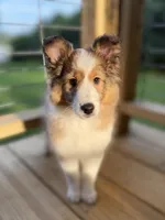 Una, a female Shetland Sheepdog for sale in Niota, TN – 2 of 5