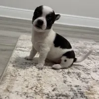 Theo, a male Chihuahua for sale in Pensacola, FL – Photo 2 of 2