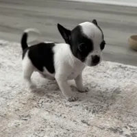 Theo, a male Chihuahua for sale in Pensacola, FL – Photo 1 of 2