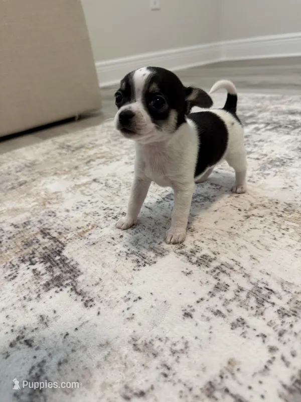 Tillie, a female Chihuahua for sale in Pensacola, FL – Photo 1 of 1