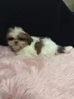 Little Abbie , a female Shih Tzu for sale in Vidalia, GA – 3 of 4