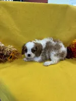 Kadison , a male Cavalier King Charles Spaniel for sale in Vidalia, GA – Photo 2 of 2