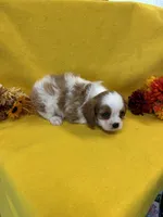 Kadison , a male Cavalier King Charles Spaniel for sale in Vidalia, GA – Photo 1 of 2