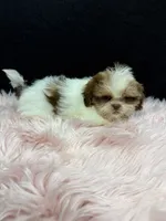 Little Abbie , a female Shih Tzu for sale in Vidalia, GA – 2 of 4