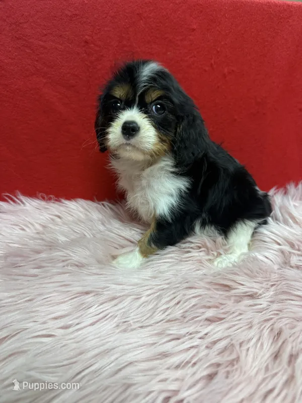 KeKe – Cavalier King Charles Spaniel puppy for sale in Vidalia, GA