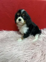 KeKe, a female Cavalier King Charles Spaniel for sale in Vidalia, GA – 1 of 4