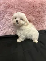 Bam, a female Maltese for sale in Vidalia, GA – 2 of 3