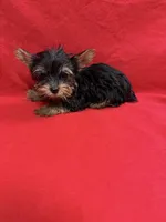 Bo, a male Yorkshire Terrier for sale in Vidalia, GA – Photo 2 of 3
